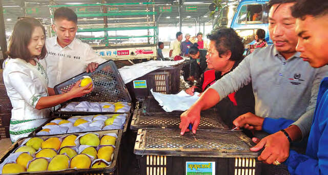 木姐边境地区缅甸芒果销路良好