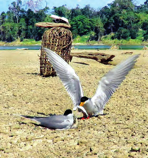 亲敦江上游珍稀鸟类的维护工作