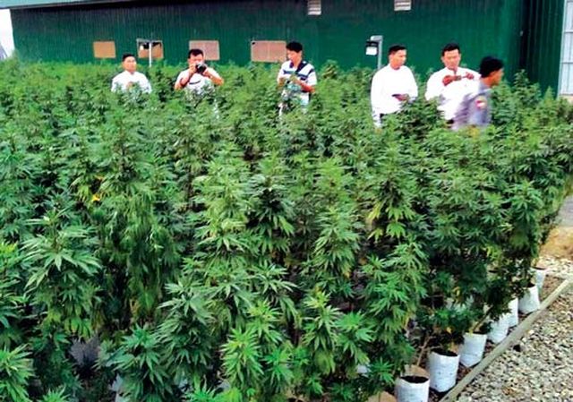 公开在工业园区种植大麻的外国公司被依法追究