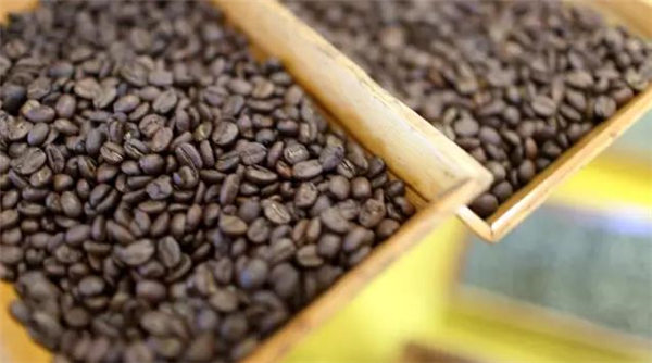 缅甸今年预计出口200多吨特级咖啡