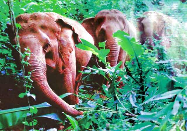 缅甸极南端地区村民们面临野象的袭击威胁