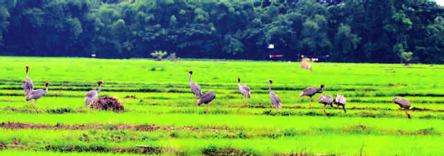 伊洛瓦底省加强鹤鸟的维护工作