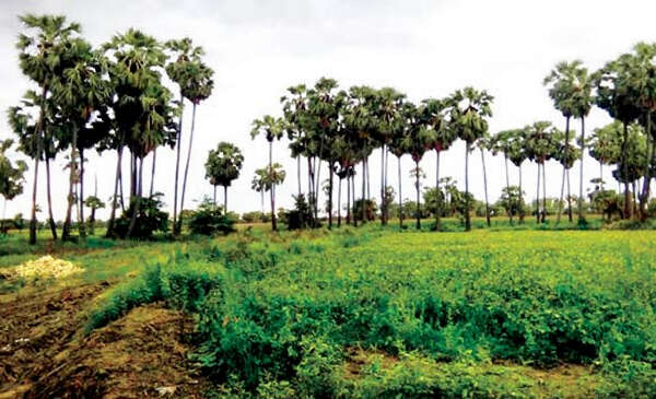 中部干旱地区棕榈糖业发展的新动向
