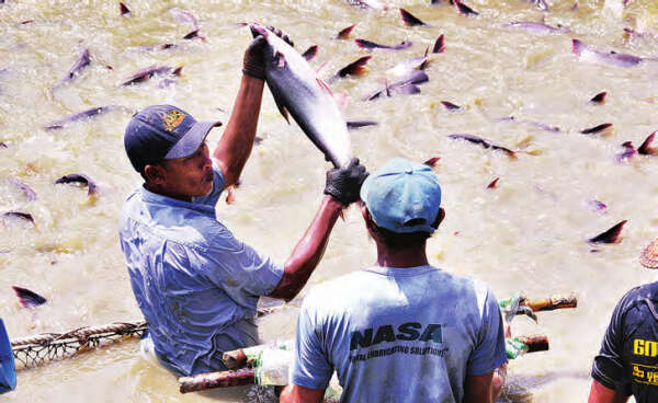 伊洛瓦底省将建立一模范水产品生产区