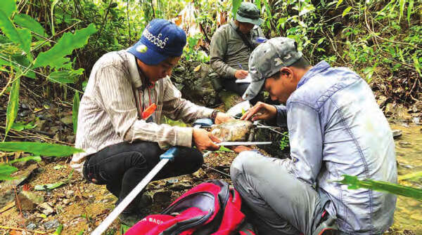 若开山脉内的大象保护林区中同时开展若开山龟的维护工作