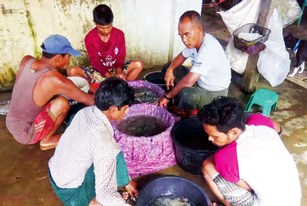 鱼苗培育基地为养鱼专业户提供廉价鱼苗