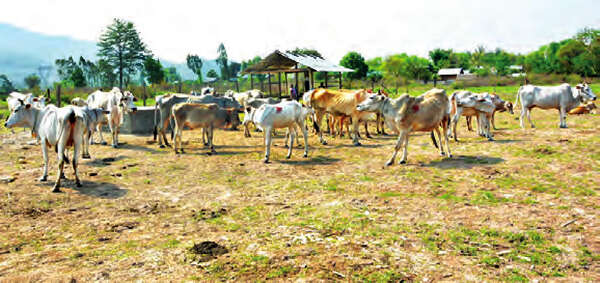 缅甸国内水牛及黄牛总数达到1150万头