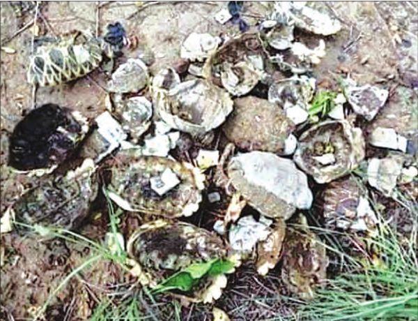 有关缅甸境内的珍稀动物——星龟的两则新闻报导