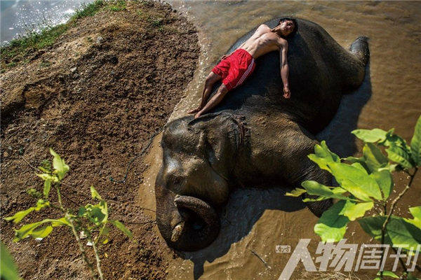 缅甸大象生死录