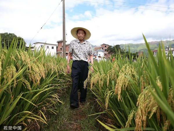 对话袁隆平：退休？不存在的