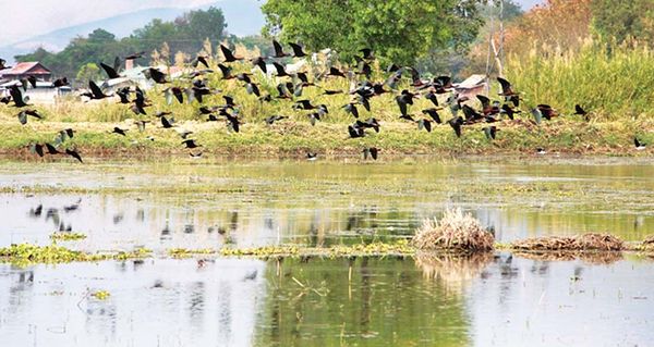 缅甸茵莱湖野生动物保护林区被划定为候鸟飞行路线地区