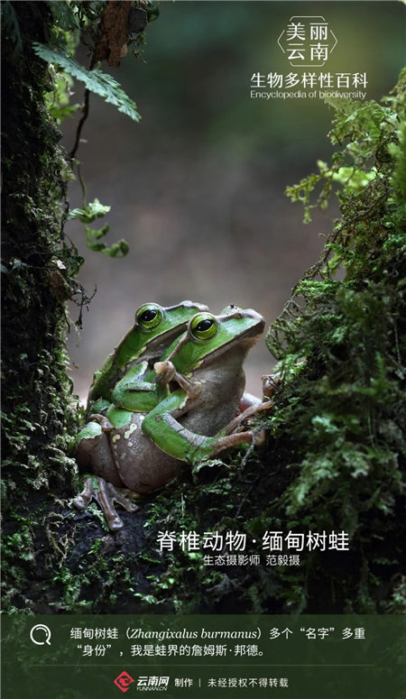 【生物多样性百科】脊椎动物·缅甸树蛙：蛙界的詹姆斯·邦德