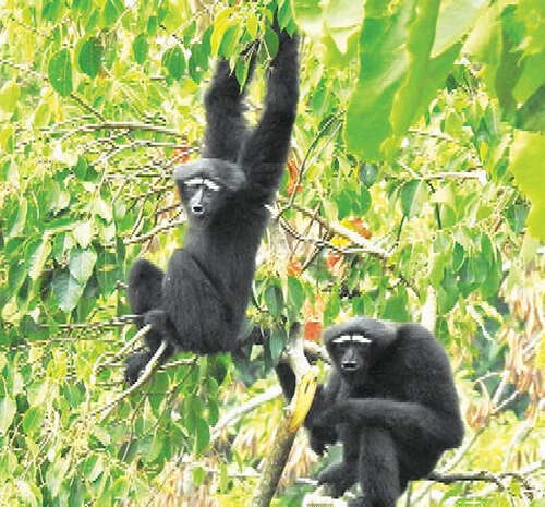 马奎省内若开山脉地区的长臂猿们的生活环境比以往安全多了
