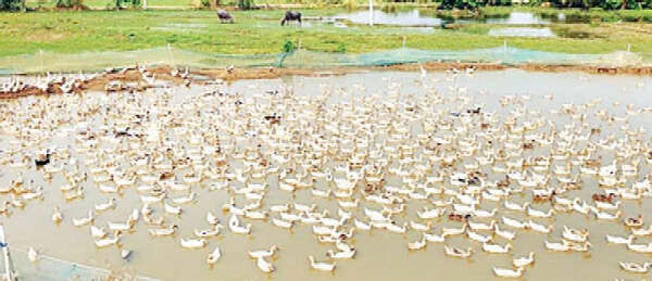 夏季稻收割完毕鸭农们接踵而来