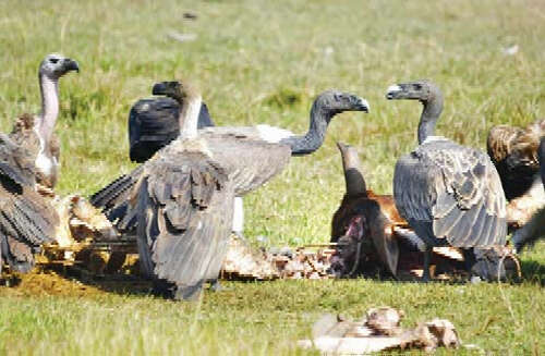 面临绝种危机的秃鹫维护工作