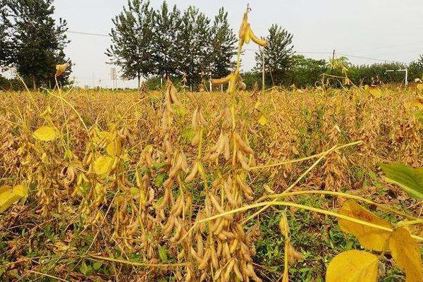 克钦邦莫允地区扩大种植冬作物大豆