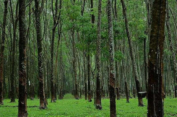 缅甸实皆省亲敦江上游地区的引种橡胶成功