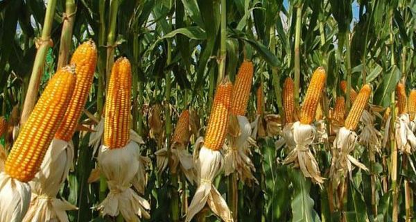 中国将全年向缅甸购买玉米和碎米