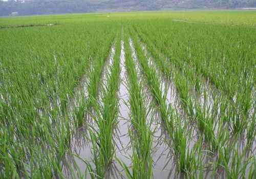 仰光省今年将栽种雨季稻近120万英亩