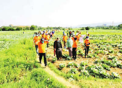 为帮助乡村农民甘蒲萨银行大量收购卷心菜