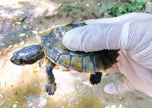 疫情期间仰光动物园成功孵化出一只世界珍稀动物岱龟