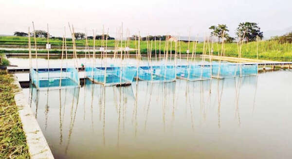 茵莱湖地区的金鲤鱼