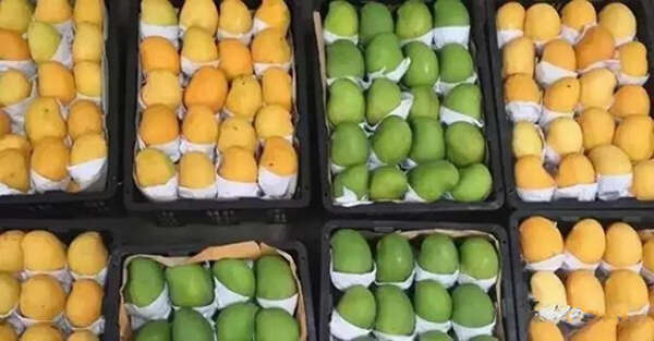 缅甸芒果还能正常出口国外