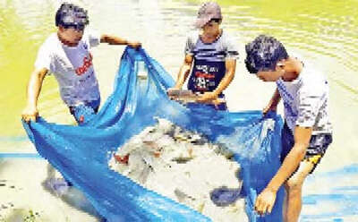 马奎省渔业工作基地为民众们培育鱼苗