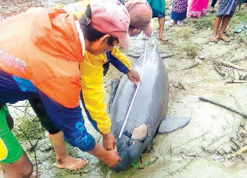 在伊洛瓦底江畔发现一头江豚死亡