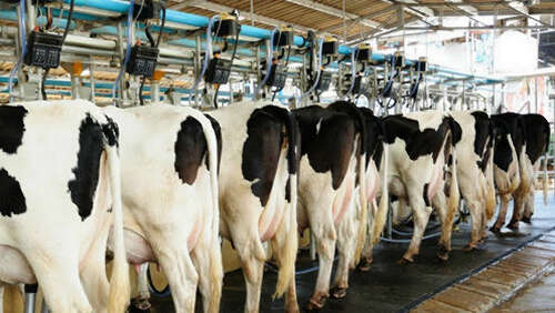 英国公司将投资缅甸的奶牛饲养业