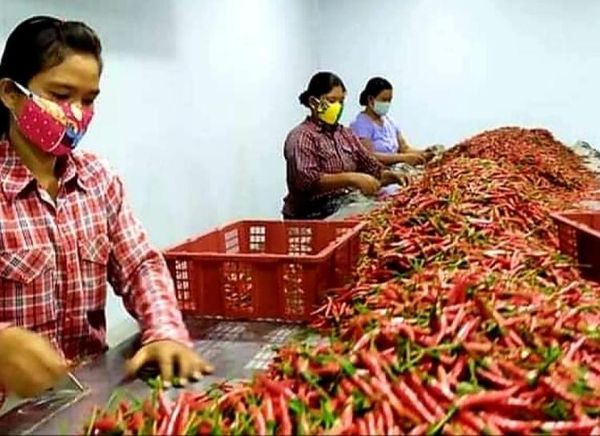 缅甸将提高辣椒加工技术 拓宽国际市场