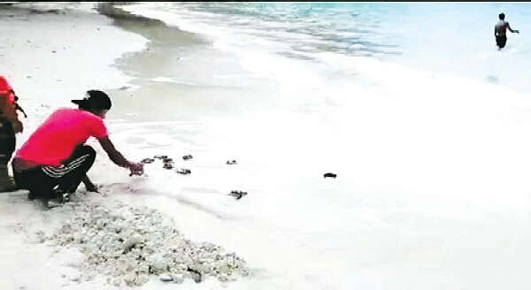 有关缅甸龟种维护工作的两则新闻报导