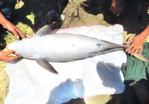 伊洛瓦底江上又发现一江豚死亡事件