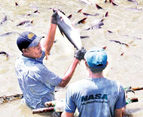 缅甸的鱼虾养殖业将比以往有更大的发展