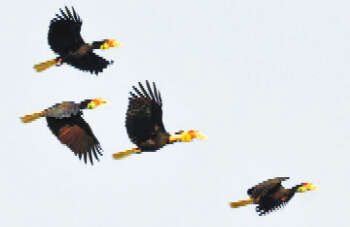 缅甸茵都基生物保护圈中发现五类犀鸟品种