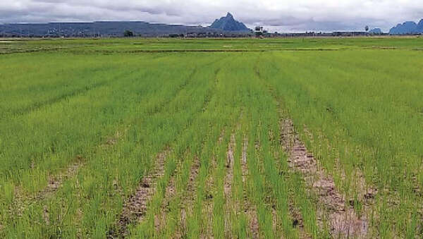 克伦邦今年将栽种436,000多英亩雨季稻