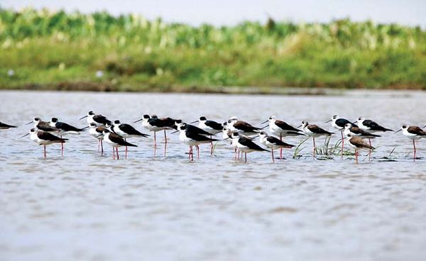 缅甸各湿地地区应加强候鸟的保护工作