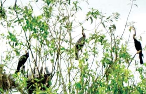 茵都基湖湿地地区已见候鸟群开始进入