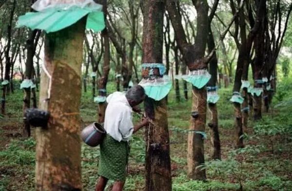 孟邦地区的胶农也开始进行割胶的工作了