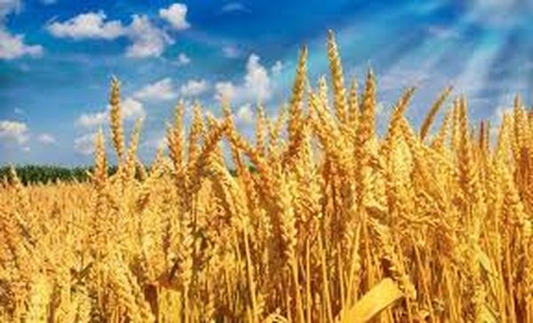 实皆省5个县区将规划栽种良种小麦