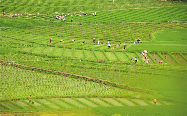 2019-2020财年缅甸水稻种植面积同比下降