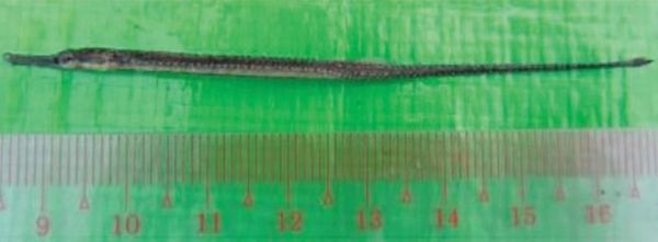 对仅存在于缅甸国内的一珍稀鱼类品种在茵都基湖地区加强了维护工作