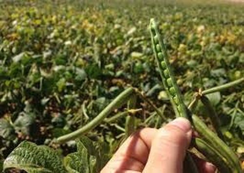 马奎省冬季作物绿豆的种植情况