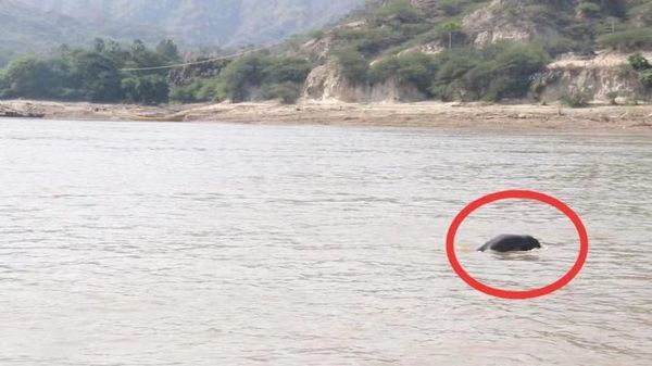 马奎省帕科库县区终于成功地拍摄到了江豚的活动相片