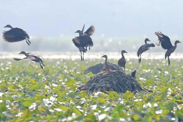 曼德勒省伯力湖已有大批候鸟光临