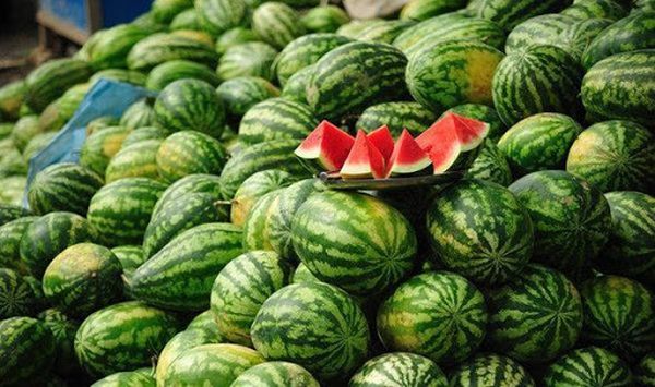 瓜农们期望缅甸无籽西瓜能打开中东杜拜的市场