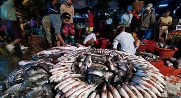 本财政年度头两个月向泰国出口水产品5万多吨