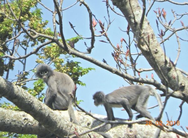 卜巴山的猴种Popa Langur是仅在缅甸生存栖息的一珍稀物种