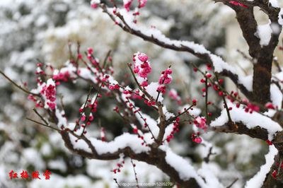 傲雪红梅笑迎春(丛中草)