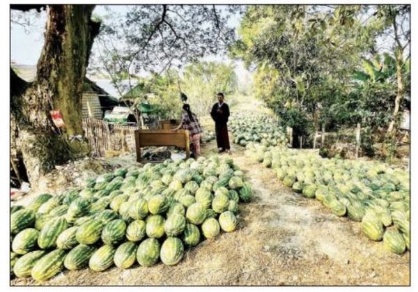 西瓜市场上捷足先登者才有利可图